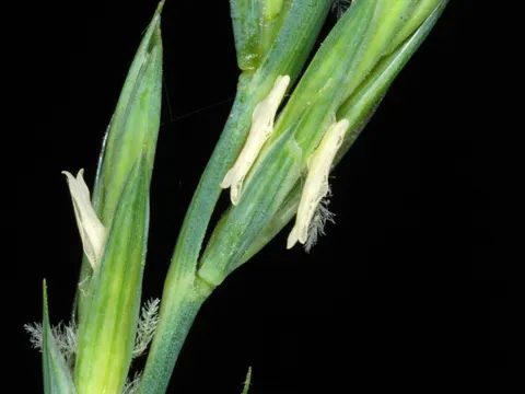 Quackgrass