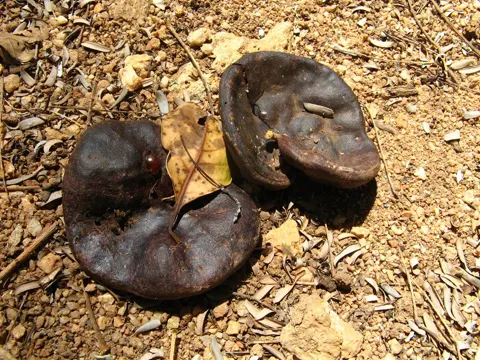 Enterolobium contortisiliquum