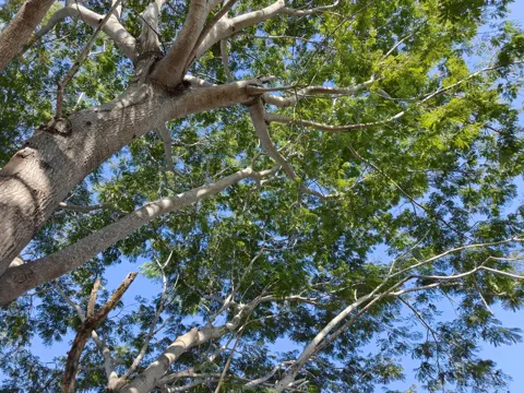 Guanacaste