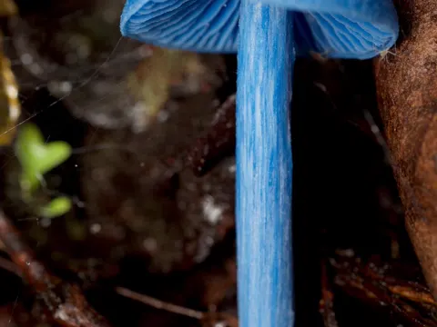 Blue Entoloma