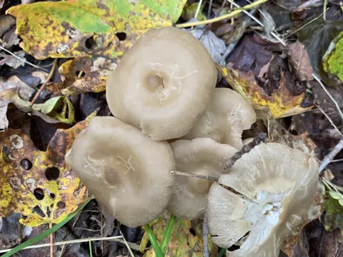 Wood Pinkgill
