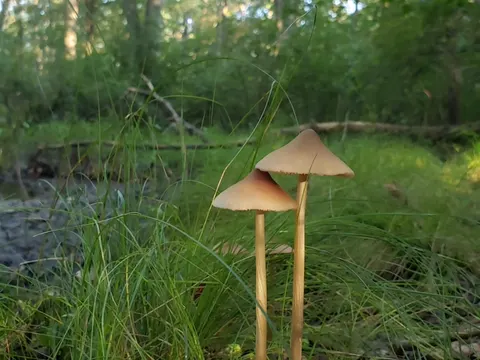Straight-stalked Entoloma