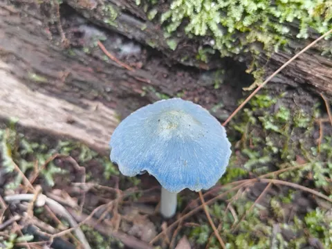 Green Webcap