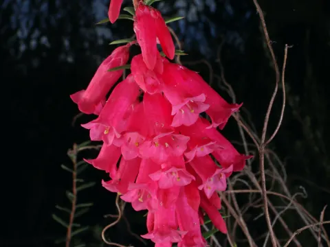 Common Heath