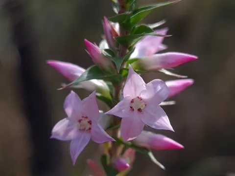 Coral Heath