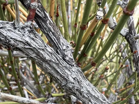 Green Ephedra