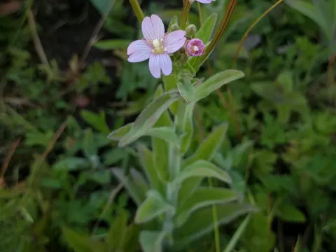 Hoary Willowherb