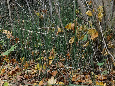 Rough Horsetail