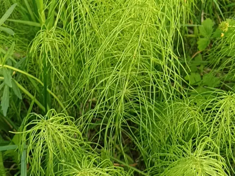 Meadow Horsetail