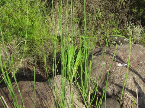 Branched Horsetail