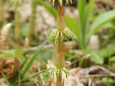 Wood Horsetail