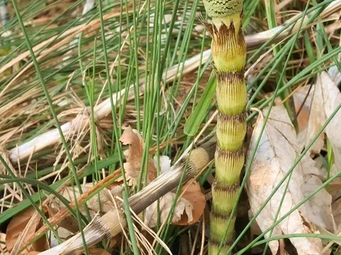 Giant Horsetail
