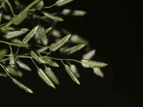 Stink-grass