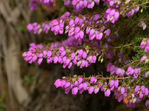 Bell Heather