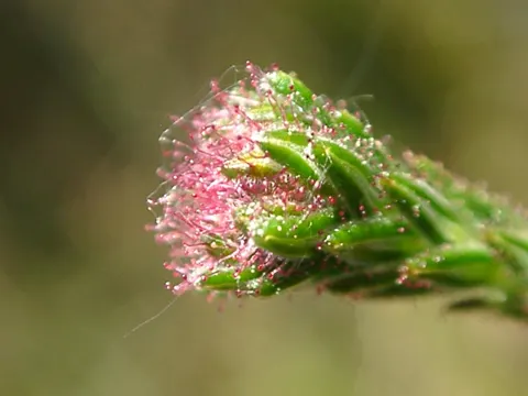 Cross-leaved Heath