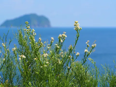 Argentine Fleabane