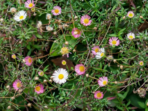 Mexican Fleabane