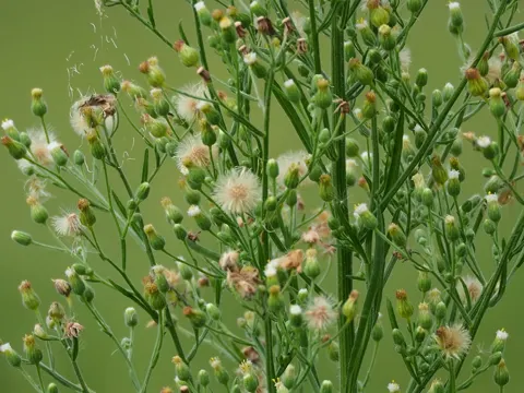 Guernsey Fleabane