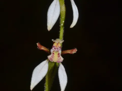 Purple Eriochilus