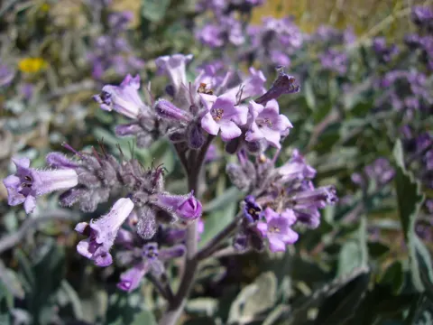 Eriodictyon crassifolium