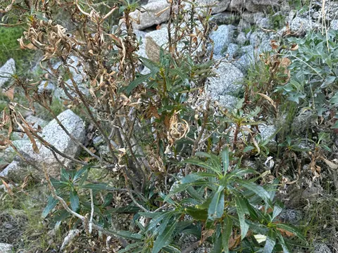 Hairy Yerba Santa