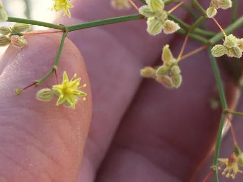 Desert Trumpet