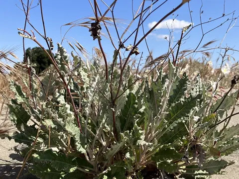 Naked Buckwheat