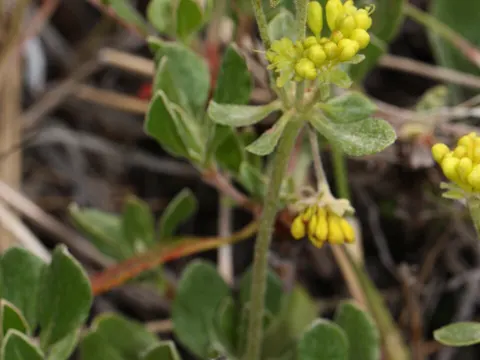 Sulfur Flower Buckwheat