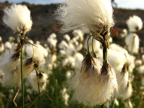 Narrow-leaved Cottongrass