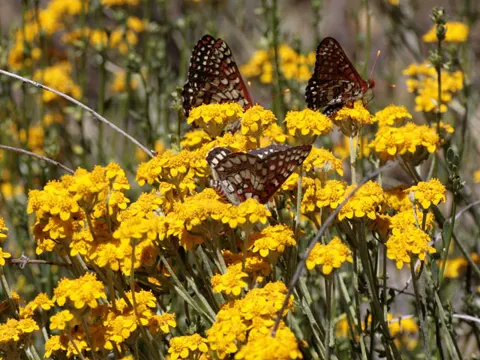 Golden-yarrow