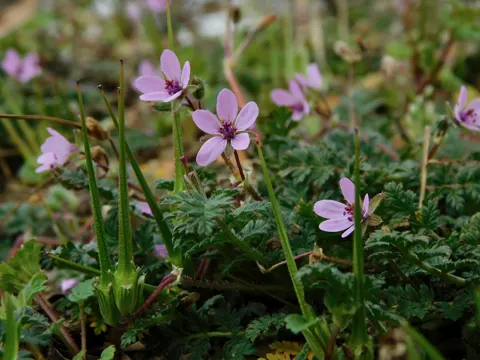 Common Stork's-bill
