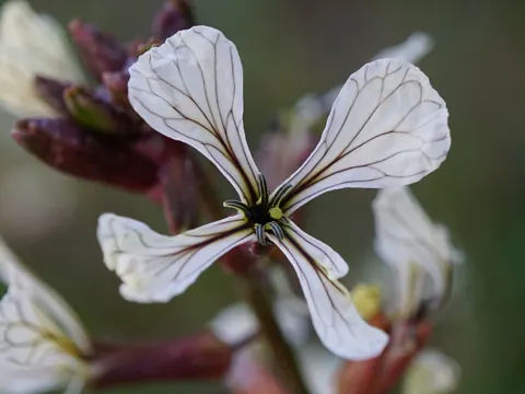 Arugula