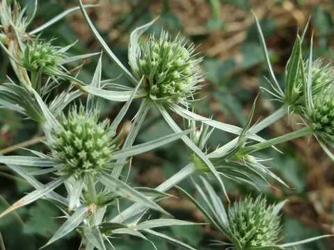 Field Eryngo