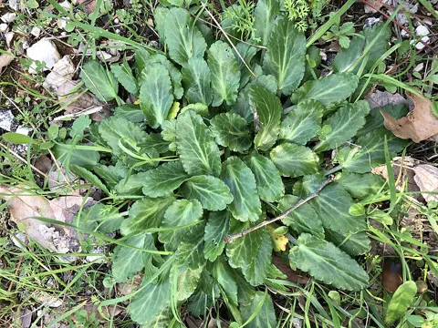 Eryngo