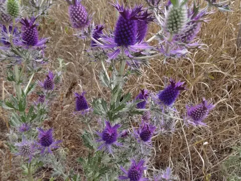 Leavenworth's Eryngo