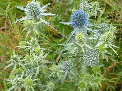 Blue Eryngo