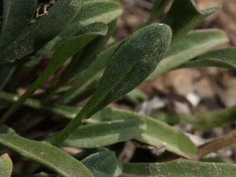 Erysimum capitatum