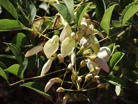 Cock's Comb Tree
