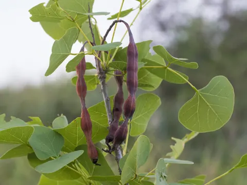 Coral Bean