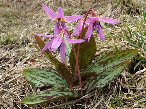 Dog's-tooth Violet