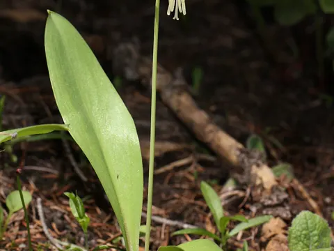 Glacier Lily