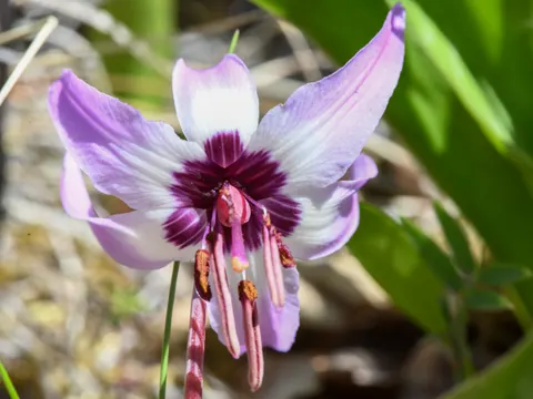 Henderson's Fawn Lily