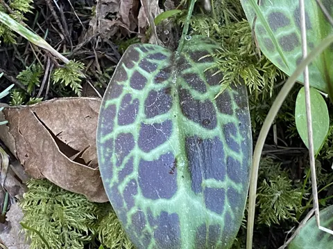Oregon Fawn Lily