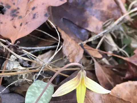 Trout Lily