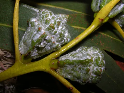 Southern Blue-gum