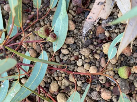 Jarrah
