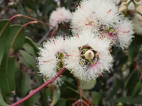 Forest Red Gum