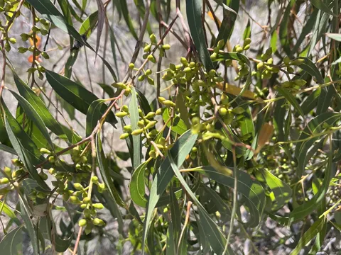 Manna Gum