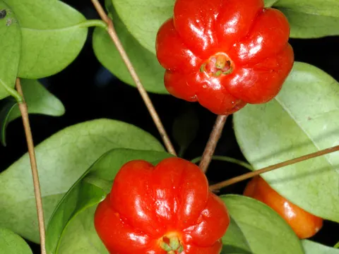 Pitanga
