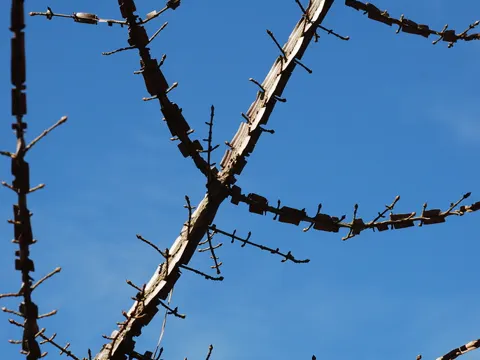 Winged Euonymus